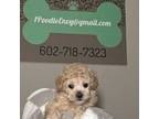 Poodle (Toy) Puppy for sale in Florence, AZ, USA