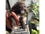 Shih Tzu Puppy for sale in Tonasket, WA, USA