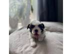 Shih Tzu Puppy for sale in Tonasket, WA, USA