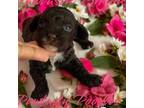Poodle (Toy) Puppy for sale in Douglasville, GA, USA