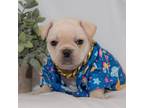 French Bulldog Puppy for sale in Richmond, VA, USA