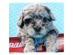 Maltipoo Puppy for sale in Beverly Hills, CA, USA