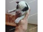 Australian Cattle Dog Puppy for sale in Wingate, NC, USA