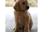 Goldendoodle Puppy for sale in George West, TX, USA