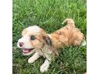 Aussiedoodle Puppy for sale in Ludlow, MO, USA