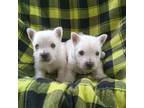 West Highland White Terrier Puppy for sale in Bonners Ferry, ID, USA