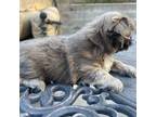 Shih Tzu Puppy for sale in Fullerton, CA, USA