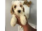 Goldendoodle Puppy for sale in Rochester, IL, USA