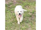 Golden Retriever Puppy for sale in Caldwell, TX, USA