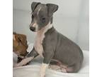Italian Greyhound Puppy for sale in Hereford, TX, USA