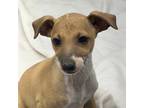 Italian Greyhound Puppy for sale in Hereford, TX, USA