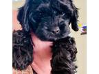 Cavapoo Puppy for sale in Manorville, NY, USA