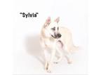 Adopt Sylvia a German Shepherd Dog, Husky