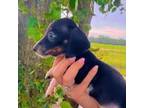Dachshund Puppy for sale in Collins, GA, USA