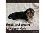 Dachshund Puppy for sale in Mayesville, SC, USA
