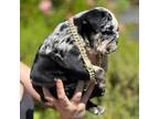Bulldog Puppy for sale in Petaluma, CA, USA