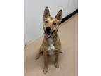 Adopt Coral a Shepherd, Mixed Breed