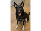 Adopt Carly a Shepherd, Mixed Breed