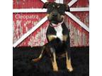 Adopt Cleopatra a Pit Bull Terrier