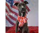 Adopt Pinky a Pit Bull Terrier