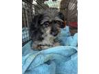 Adopt Layla a Terrier, Mixed Breed