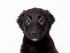 Adopt Clarke a Labrador Retriever