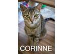 Adopt Corrine (FCID# 05/16/2924 - 26 Trainer) a Tabby