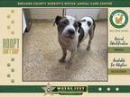 Adopt Calliope a Mixed Breed