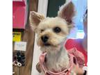 Adopt Grace (bonded with Angel) a Yorkshire Terrier