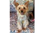 Adopt Java a Yorkshire Terrier