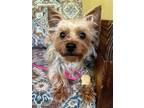 Adopt Latte a Yorkshire Terrier