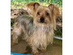 Adopt Tofu a Yorkshire Terrier