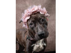 Adopt Arabia a Pit Bull Terrier, Mixed Breed
