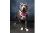 Adopt Kuvira a Pit Bull Terrier, Mixed Breed