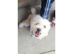 Adopt Pinky - IN FOSTER a Poodle, Mixed Breed