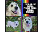 Adopt 2024-05-247 a Great Pyrenees
