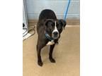 Adopt Melrose a Mixed Breed