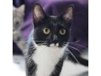 Adopt Journey a Domestic Short Hair