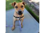Adopt Wedgie a Mixed Breed