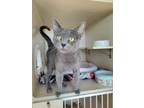 Adopt Scully a Domestic Short Hair