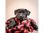 Adopt Joy a Boxer, Labrador Retriever