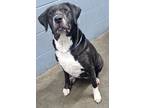 Adopt Knox *Sponsored adoption fee* 5/29 a Labrador Retriever, Mixed Breed