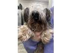 Adopt Darla (Bonded w/Lilly) a Yorkshire Terrier, Mixed Breed