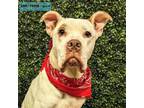 Adopt Frosty a Boxer, Pit Bull Terrier