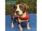 Adopt Smuckers a Pit Bull Terrier