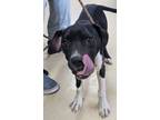 Adopt Sandy a Pit Bull Terrier, Mixed Breed