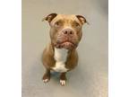 Adopt Alora (Underdog) a Pit Bull Terrier, Mixed Breed