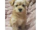 Yorkshire Terrier Puppy for sale in Nevada, TX, USA