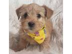 Yorkshire Terrier Puppy for sale in Nevada, TX, USA