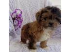 Shih-Poo Puppy for sale in North Adams, MI, USA